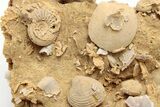 Miniature Fossil Cluster (Ammonites, Brachiopods) - France #212442-2